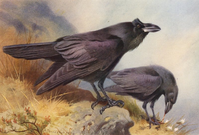 Corvo da Archibald Thorburn