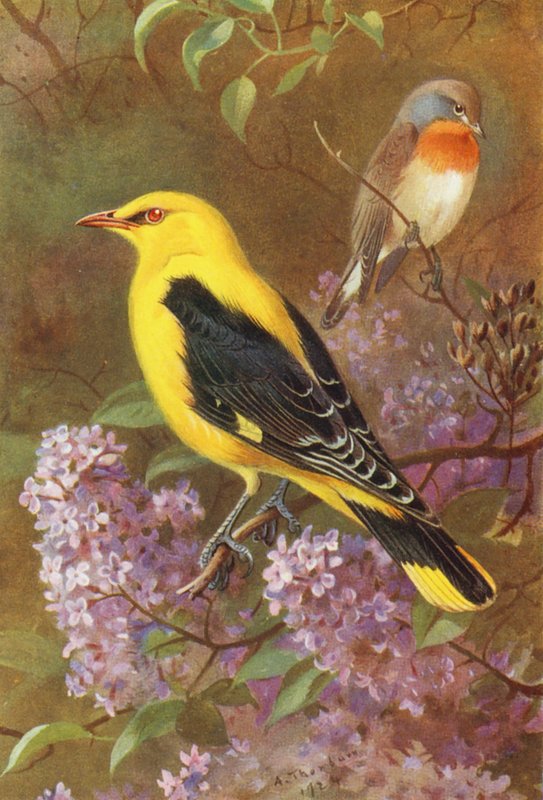 Balia dal collare, Rigogolo da Archibald Thorburn