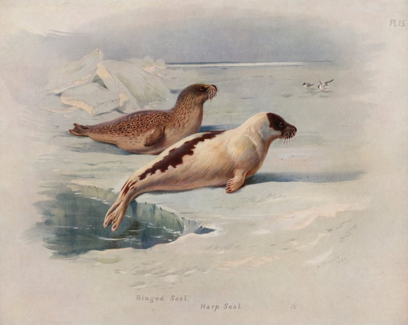 Foca dagli anelli, foca della Groenlandia da Archibald Thorburn
