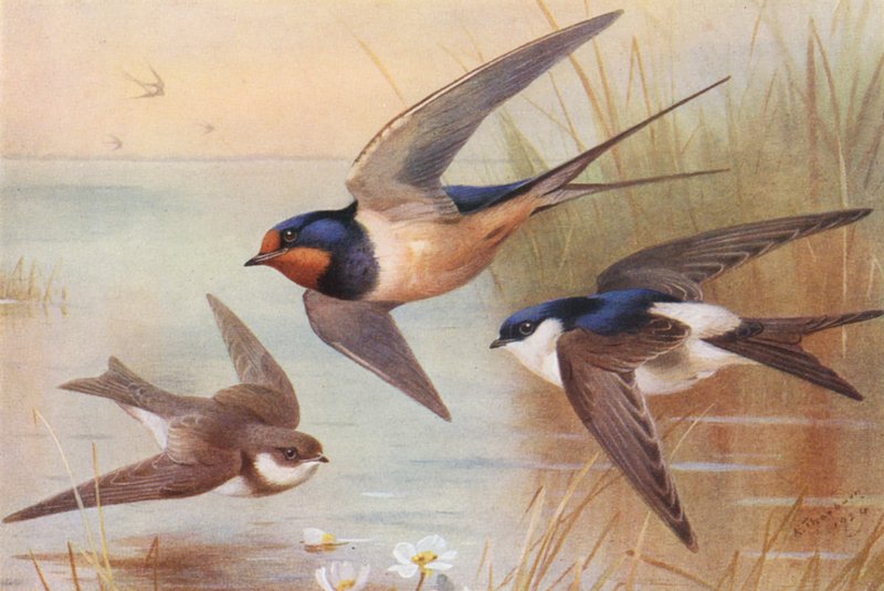 Rondine di mare, Rondine, Martin da Archibald Thorburn