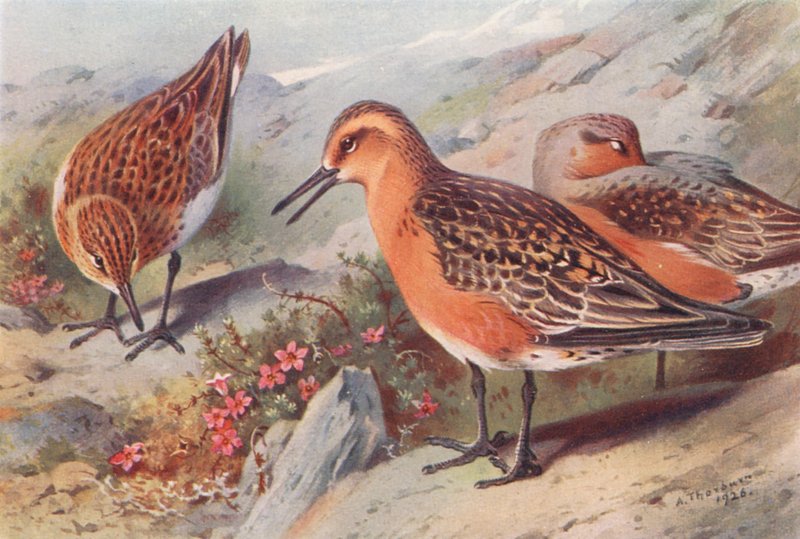 Piovanello tridattilo (estate), Piovanello maggiore (estate) da Archibald Thorburn