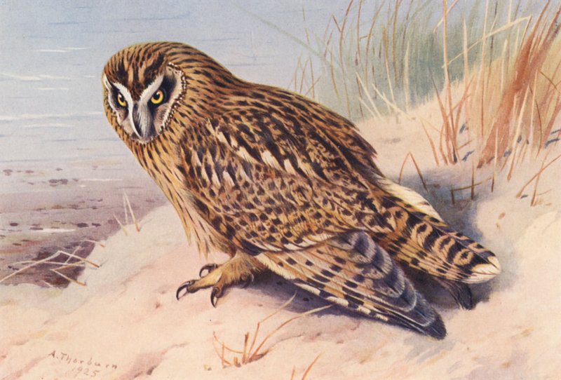 Gufo dalle orecchie corte da Archibald Thorburn