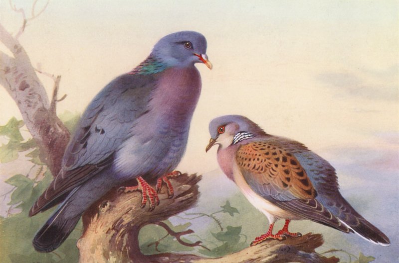 Colombaccio, Tortora da Archibald Thorburn