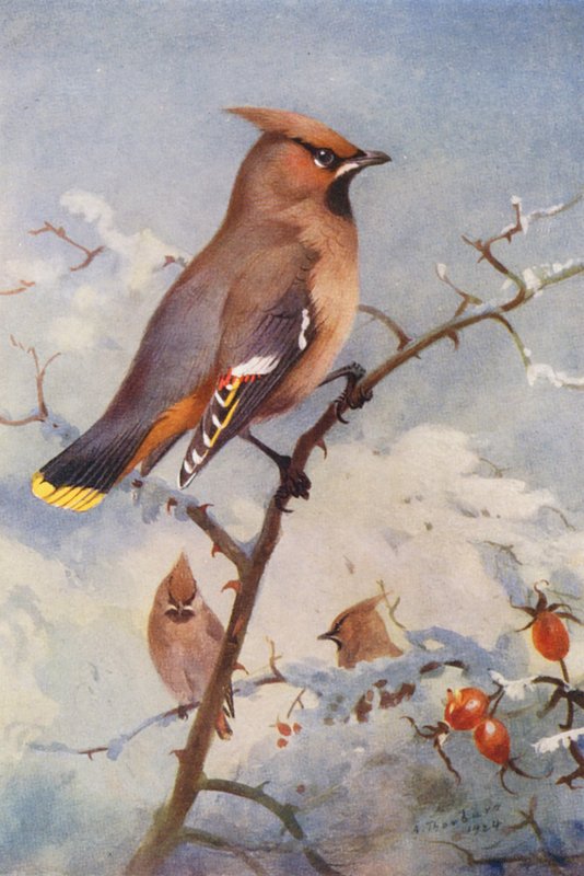 Beccofrusone da Archibald Thorburn