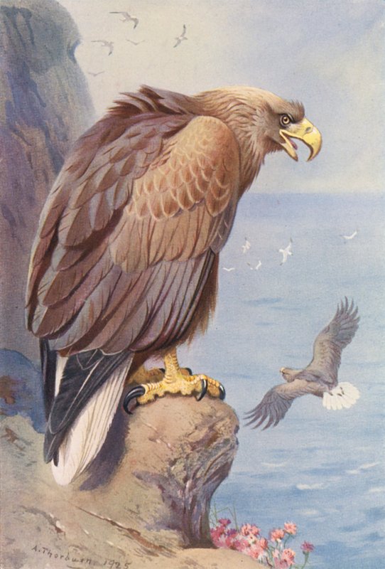 Aquila dalla coda bianca da Archibald Thorburn