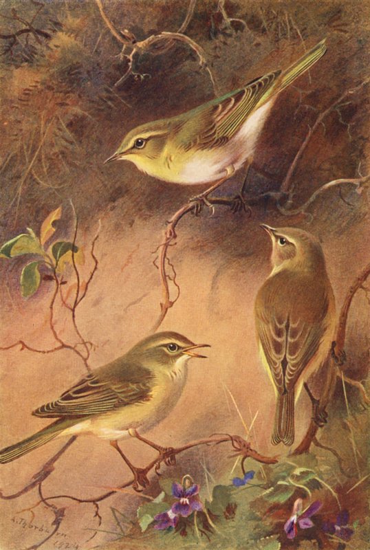 Luì verde, Luì piccolo, Luì grosso da Archibald Thorburn