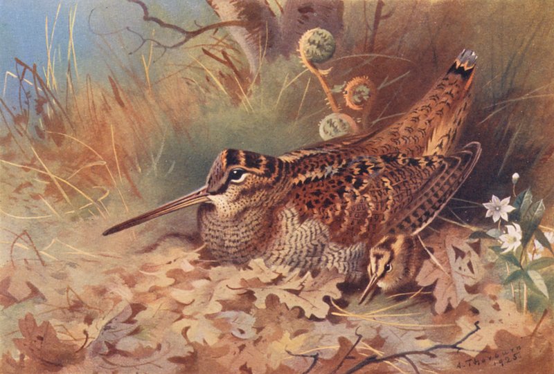 Beccaccia da Archibald Thorburn