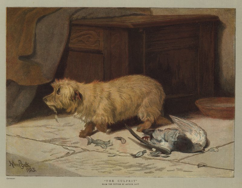 Il colpevole (cromolitografia) da Arthur Batt