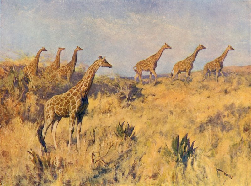 Un Branco di Giraffe da Arthur Wardle