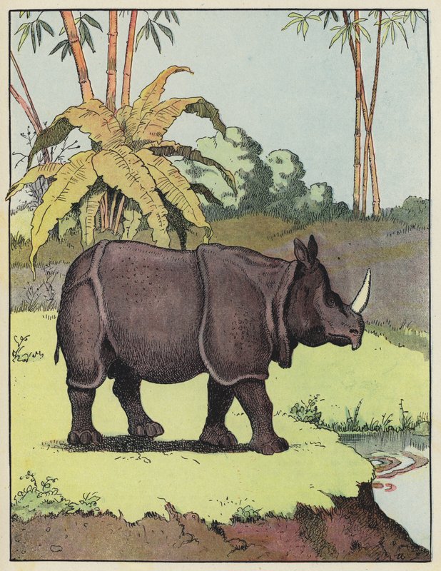 Rinoceronte indiano da Benjamin Rabier