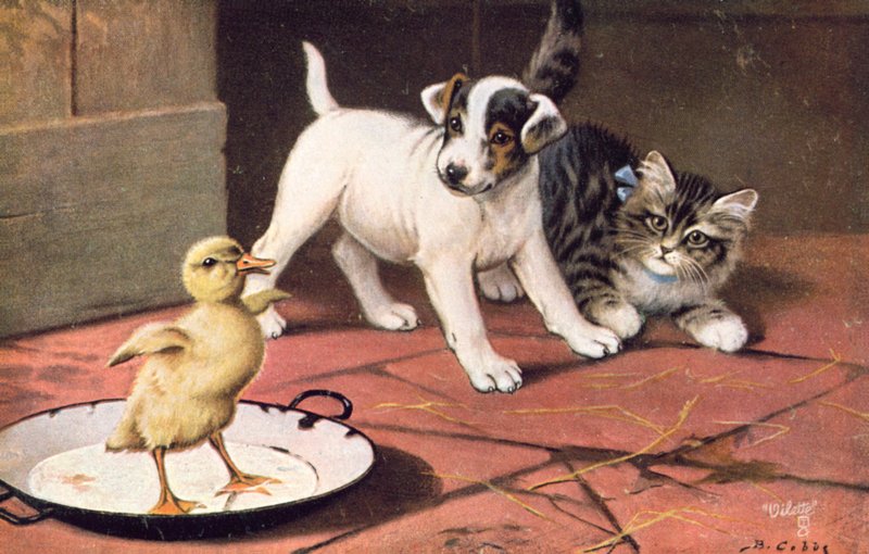 Cartolina di gatto da Bernard Cobbe