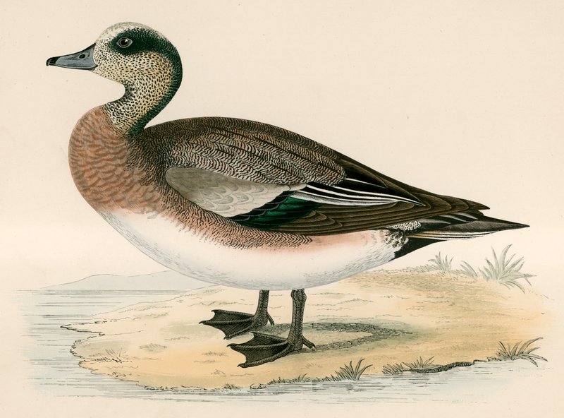 Anatra americana da Beverley R. Morris