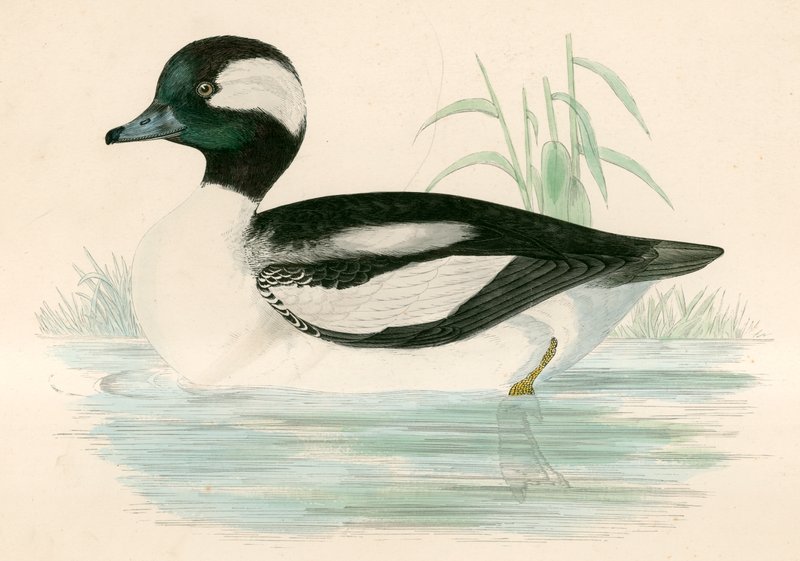 Anatra Testa di Bufalo da Beverley R. Morris