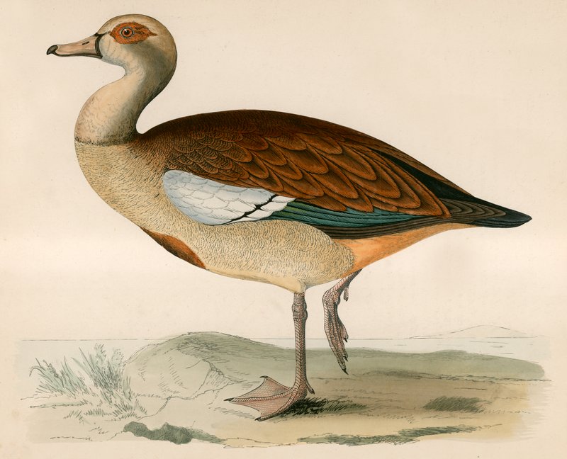 Oca egiziana da Beverley R. Morris