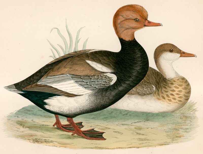Anatra Fischiante Crestata Rossa da Beverley R. Morris