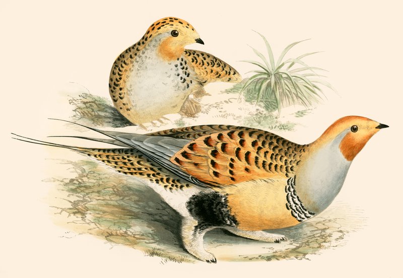Gallina prataiola da Beverley R. Morris