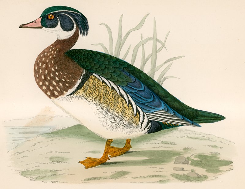Anatra Estiva da Beverley R. Morris