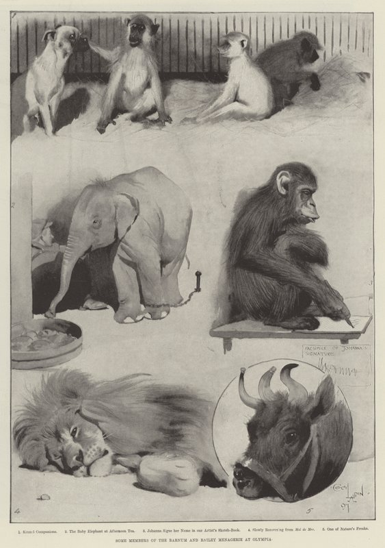 Alcuni membri del menagerie di Barnum e Bailey all