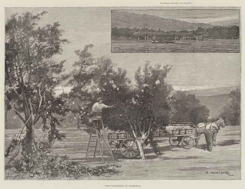 Raccolta di frutta in California da Charles Auguste Loye