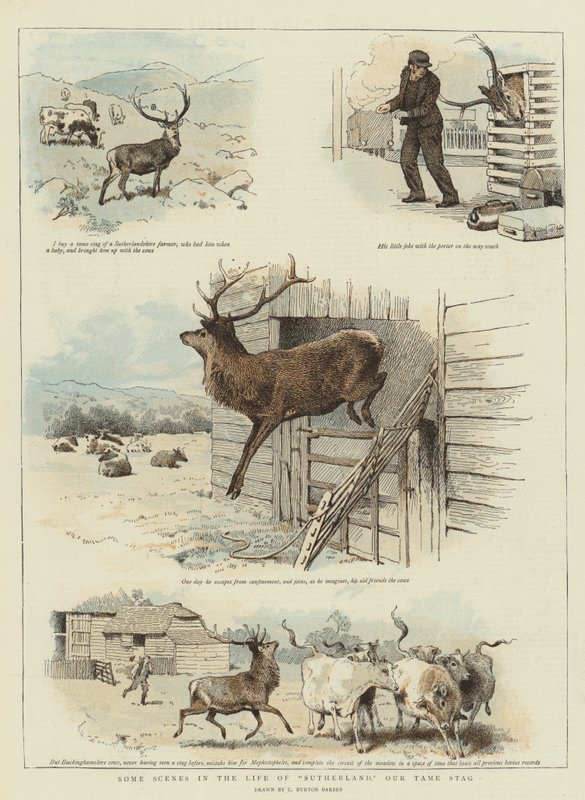 Alcune scene della vita di Sutherland, il nostro cervo domestico da Charles Burton
