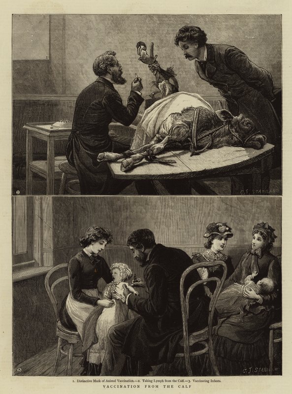 Vaccinazione dal vitello da Charles J. Staniland