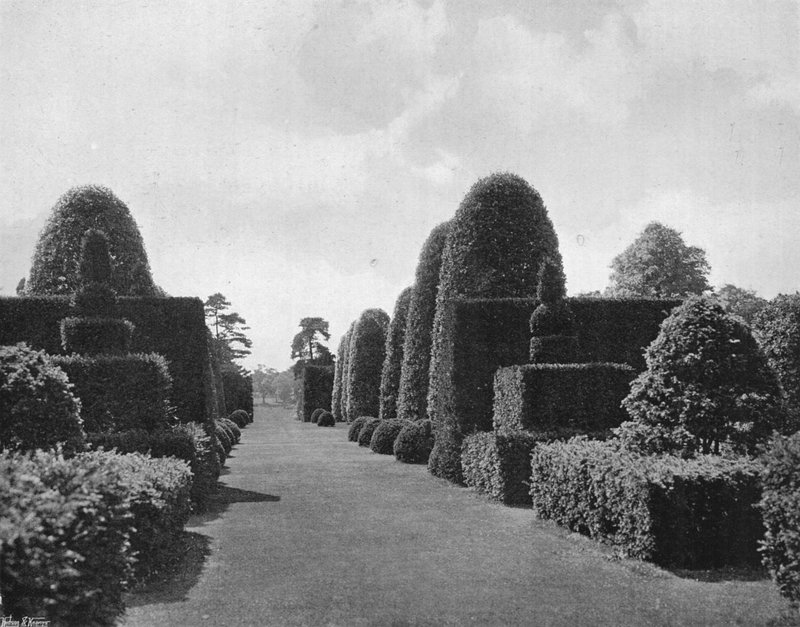 Ilex e tasso da Charles Latham