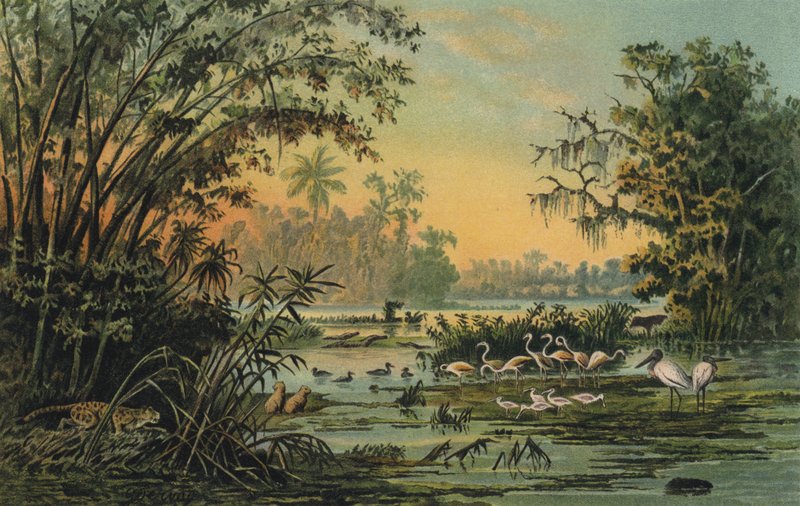 Fauna selvatica sull