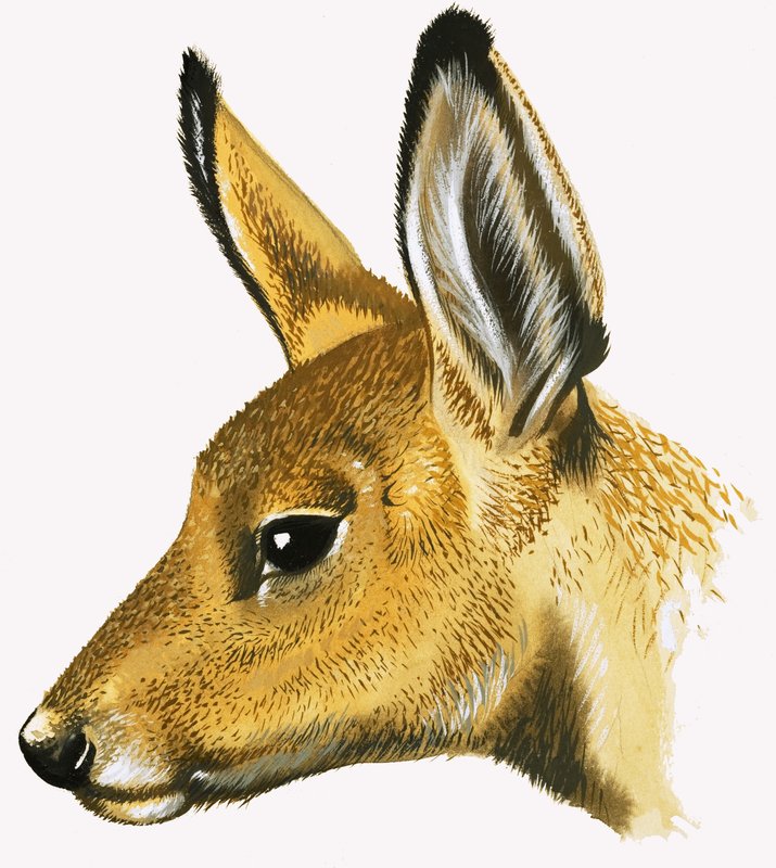 Capriolo da David Pratt