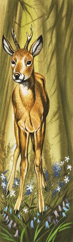 Il capriolo da David Pratt
