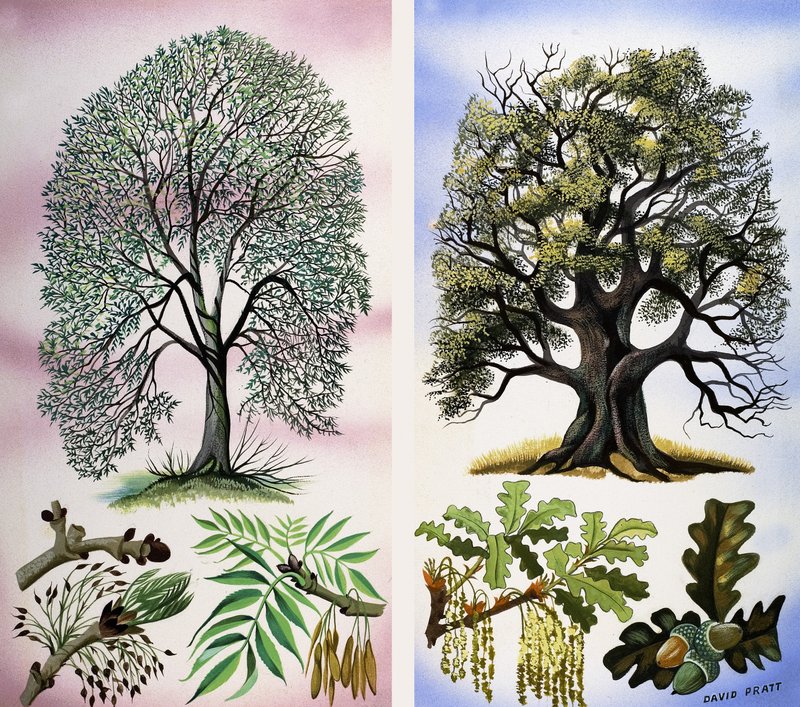 Alberi visibili da David Pratt