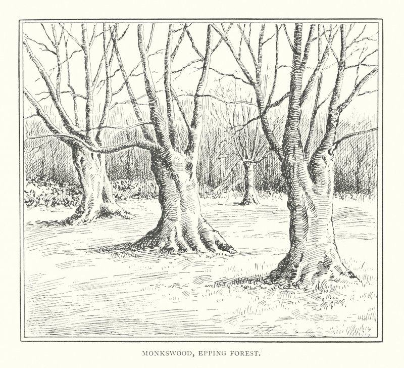 Monkswood, Foresta di Epping da Duncan Moul