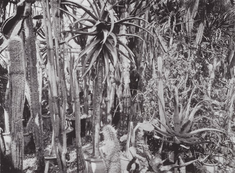Giardini di Kew, c.1900 da E. J. Wallis