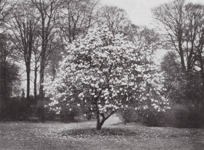 Giardini di Kew, c.1900 da E. J. Wallis