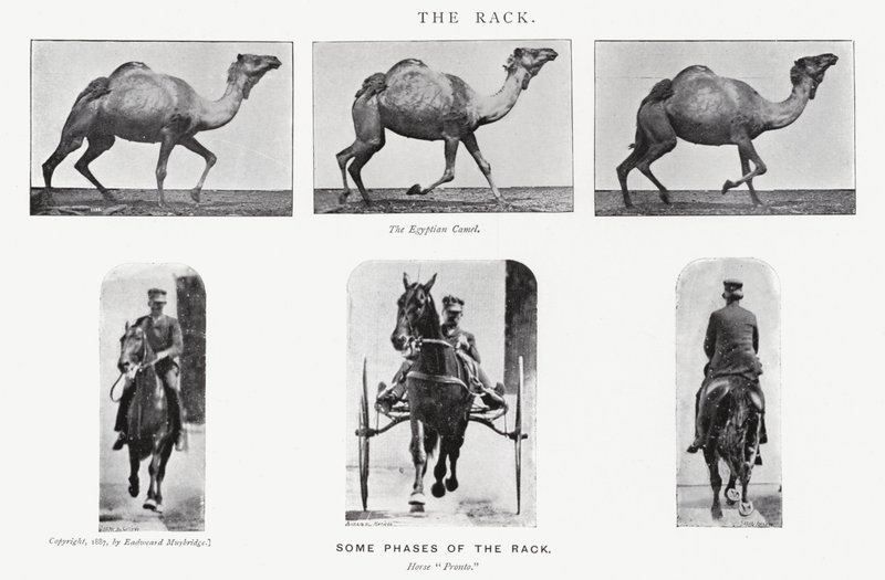 Eadweard Muybridge: Il rack da Eadweard Muybridge