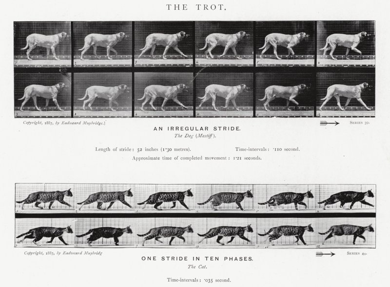 Il trotto da Eadweard Muybridge