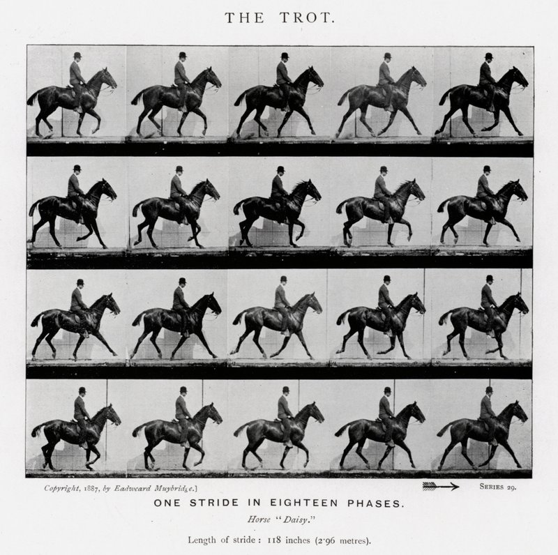 Eadweard Muybridge: Il trotto da Eadweard Muybridge