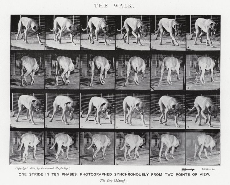 Eadweard Muybridge: La camminata (foto in b/n) da Eadweard Muybridge