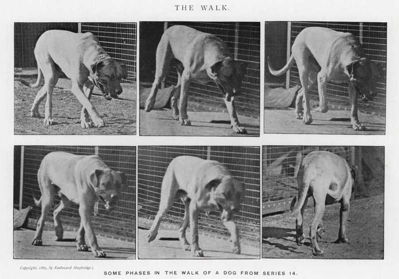 Eadweard Muybridge: La camminata (foto in b/n) da Eadweard Muybridge
