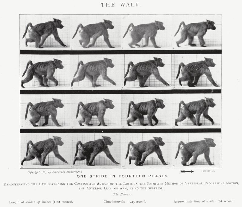 La camminata da Eadweard Muybridge