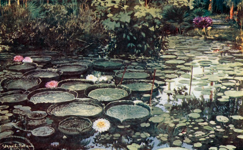 Victoria Regia da Edgar L. Pattison