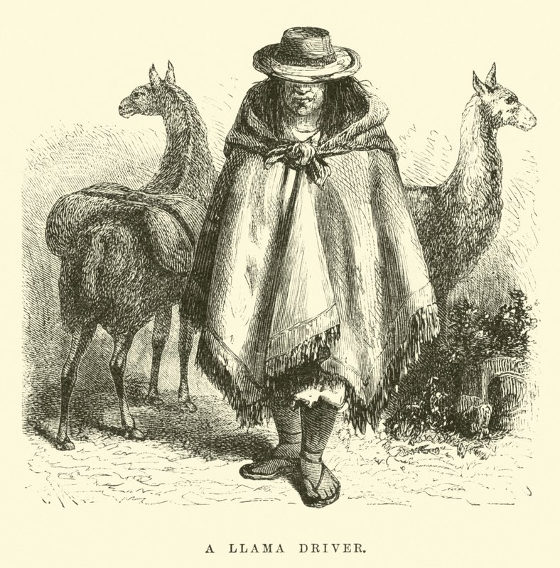 Un conducente di lama da Edouard Riou