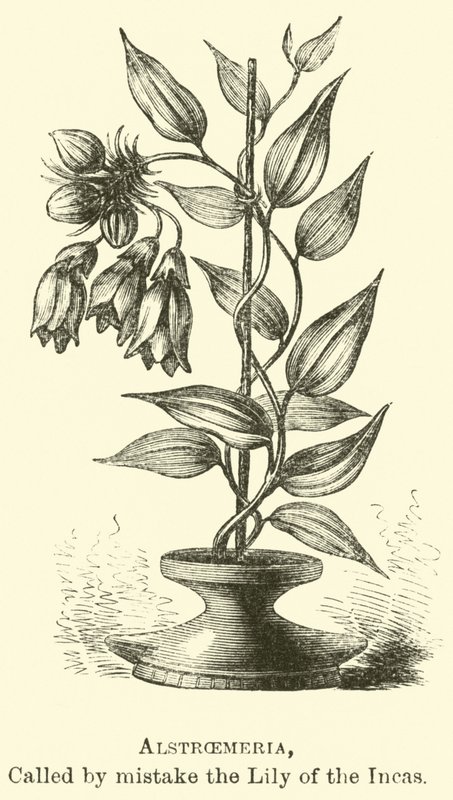 Alstroemeria, chiamata per errore il Giglio degli Incas da Edouard Riou