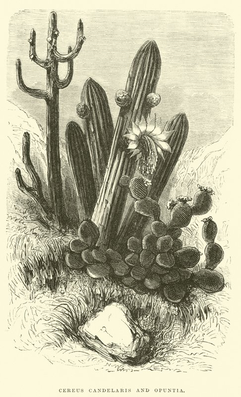 Cereus Cadelaris e Opuntia da Edouard Riou