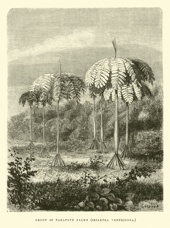 Gruppo di palme Tarapote, Iriartea ventricosa da Edouard Riou