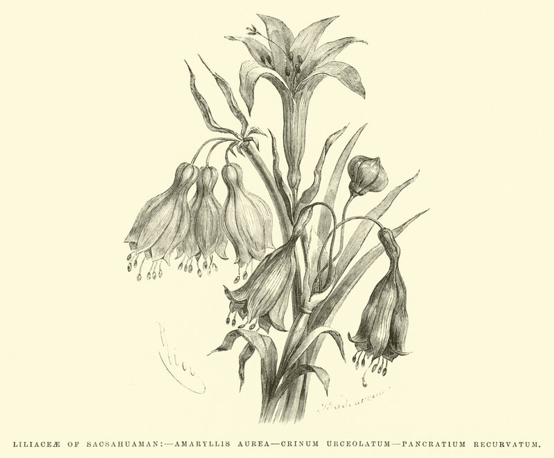 Liliaceae di Sacsahuaman, Amaryllis aurea, Crinum urceolatum, Pancratium recurvatum da Edouard Riou