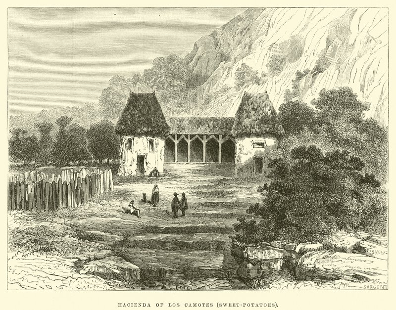 Hacienda di Los Camotes, Patate dolci da Edouard Riou