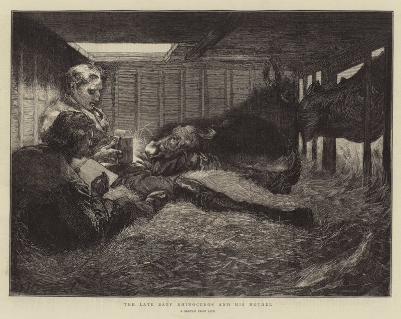 Il defunto piccolo rinoceronte e sua madre da Edward John Gregory