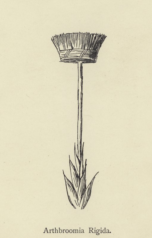 Arthbroomia Rigida da Edward Lear