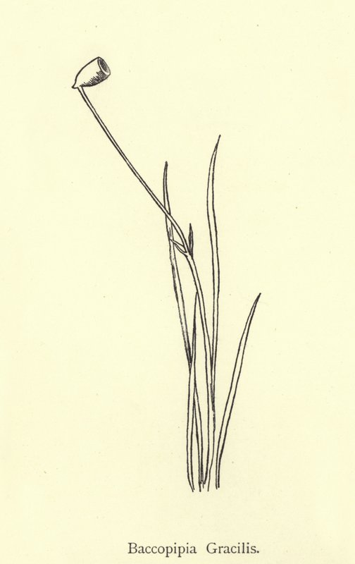Baccopipia Gracilis da Edward Lear
