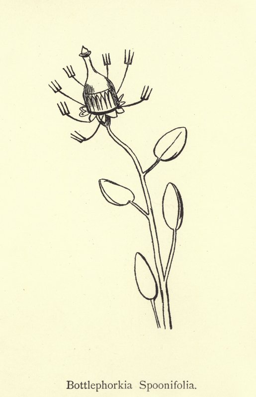 Bottlephorkia Spoonifolia da Edward Lear